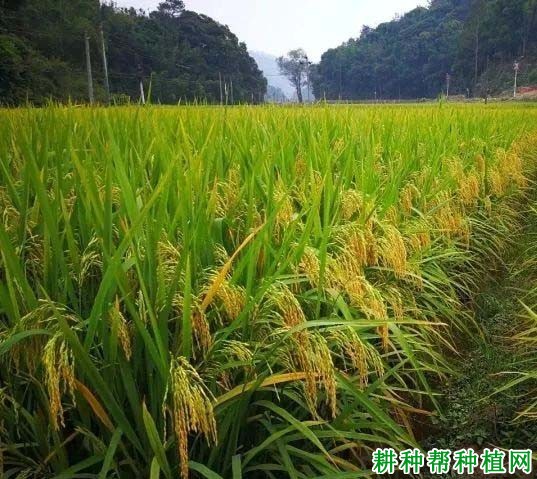 宜香99E-4水稻品种好不好? 宜香99E-4水稻品种好不好?