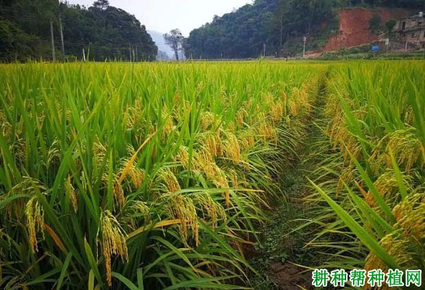 宜香99E-4水稻品种好不好? 宜香99E-4水稻品种好不好?