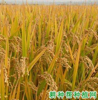 津稻937水稻品种好不好? 津稻937水稻品种好不好?