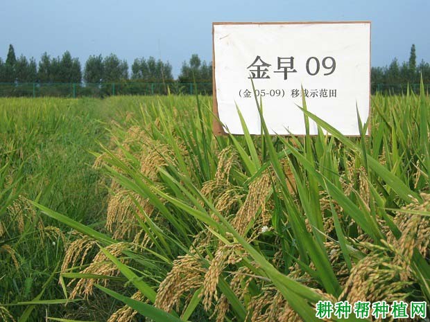 金早09水稻品种好不好? 金早09水稻品种好不好?
