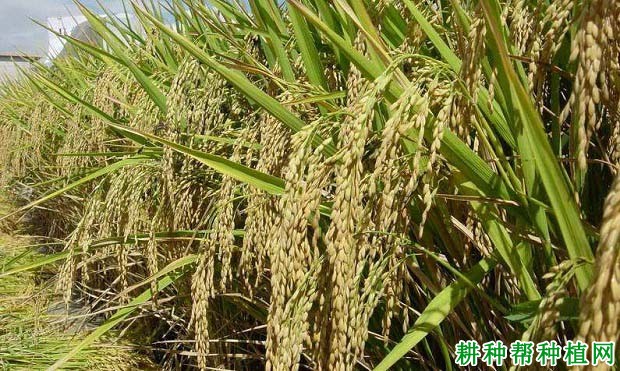 苯两优639水稻品种好不好? 苯两优639水稻品种好不好?