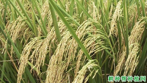 Y两优102水稻品种好不好? Y两优102水稻品种好不好?