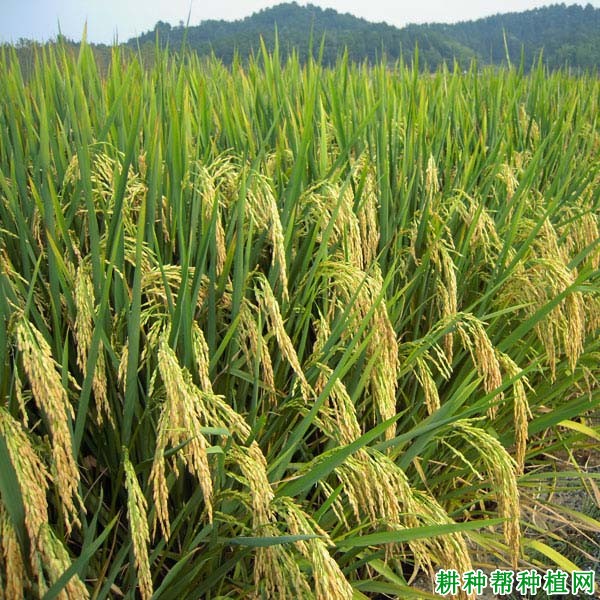 Y两优102水稻品种好不好? Y两优102水稻品种好不好?
