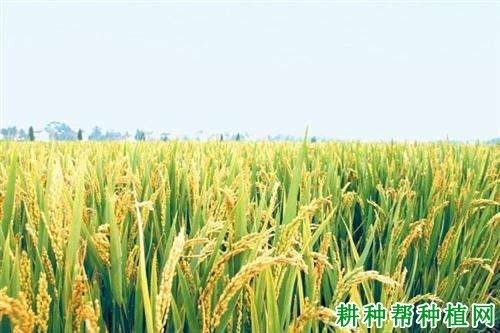 明悦水稻品种好不好? 明悦水稻品种好不好?