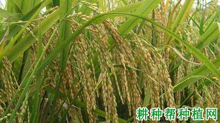 K优047水稻品种好不好? K优047水稻品种好不好?
