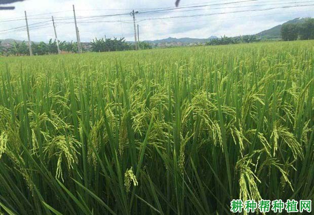 紫两优2号水稻品种好不好? 紫两优2号水稻品种好不好?