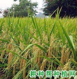 谷优2329水稻品种好不好? 谷优2329水稻品种好不好?