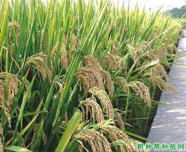 苏粳优3号水稻品种好不好? 苏粳优3号水稻品种好不好?