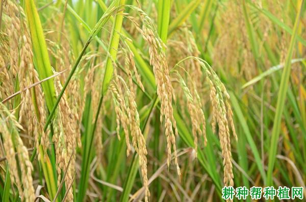 宜香9号水稻品种好不好? 宜香9号水稻品种好不好?