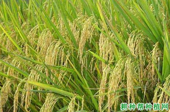 早籼118水稻品种好不好? 早籼118水稻品种好不好?