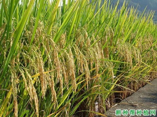 谷优明占水稻品种好不好? 谷优明占水稻品种好不好?