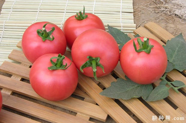 金棚M6番茄品种好不好? 金棚M6番茄品种好不好?