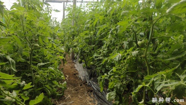 金棚M6番茄品种好不好? 金棚M6番茄品种好不好?