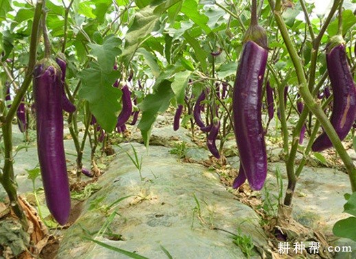 福茄5号茄子品种好吗? 福茄5号茄子品种好吗?