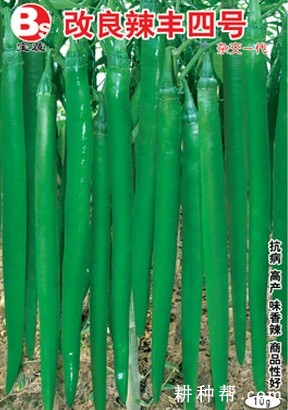 辣丰四号辣椒品种好不好? 辣丰四号辣椒品种好不好?