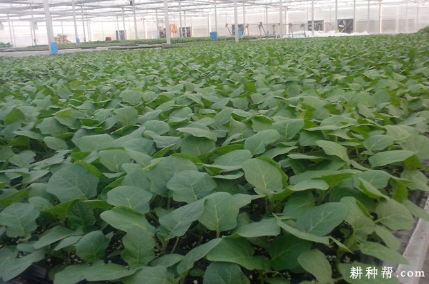 辛香8号辣椒品种好不好？