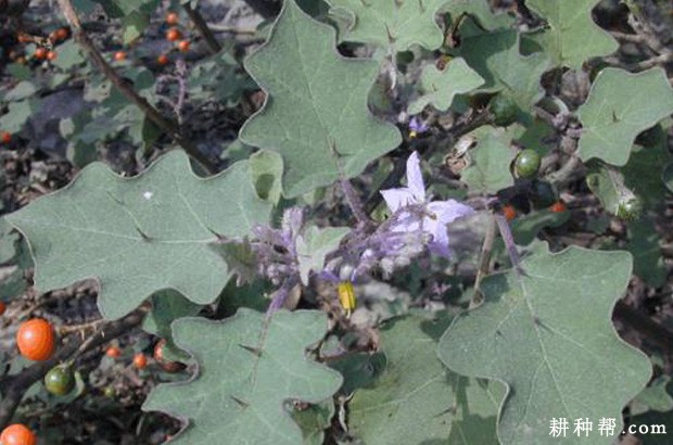 浙粉208番茄品种好不好？