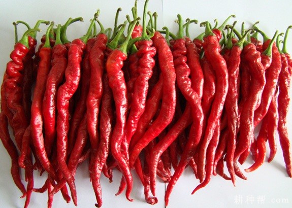 航椒7号辣椒品种好不好？