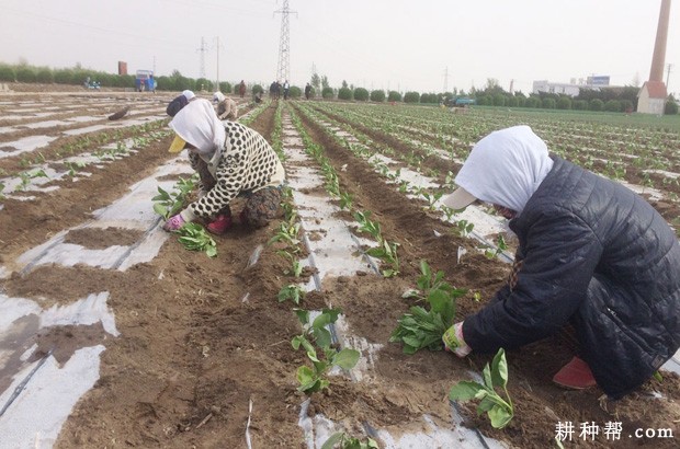 茄子每亩定植多少株合适? 茄子每亩定植多少株合适?