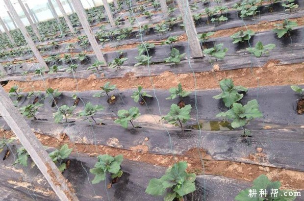 茄子每亩定植多少株合适? 茄子每亩定植多少株合适?