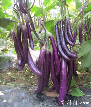 航茄8号茄子品种好吗? 航茄8号茄子品种好吗?