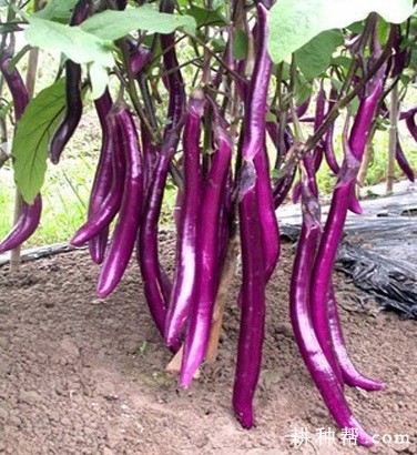 杭茄2008茄子品种好吗? 杭茄2008茄子品种好吗?