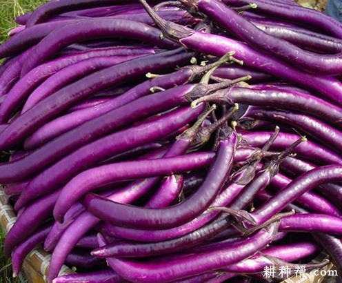 杭茄2008茄子品种好吗? 杭茄2008茄子品种好吗?