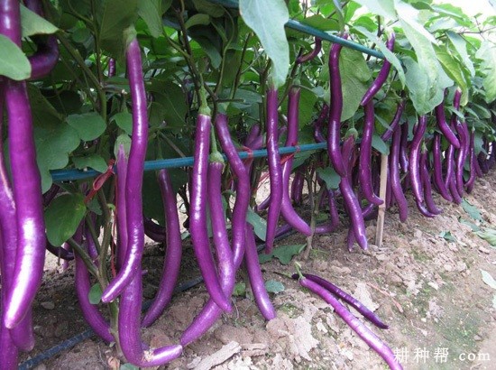 杭茄2008茄子品种好吗? 杭茄2008茄子品种好吗?