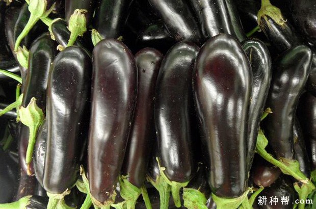 闽茄3号茄子品种好吗? 闽茄3号茄子品种好吗?