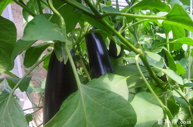 闽茄3号茄子品种好吗? 闽茄3号茄子品种好吗?