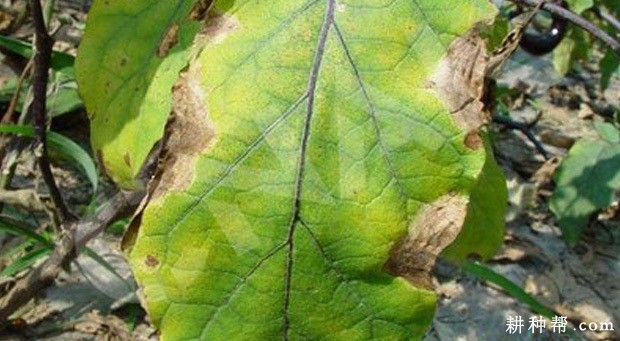 茄子绵疫病怎么防治? 茄子绵疫病怎么防治?