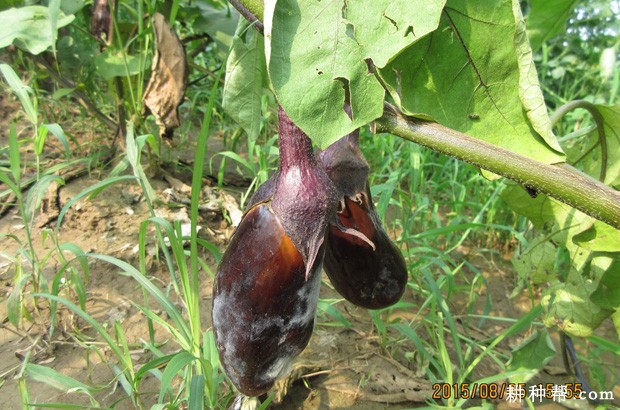 茄子绵疫病怎么防治? 茄子绵疫病怎么防治?