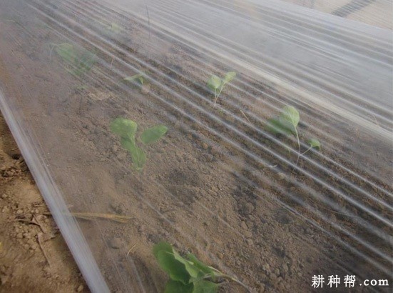 春早熟茄子怎么种植? 春早熟茄子怎么种植?