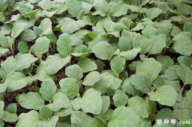 露地茄子怎么样种植? 露地茄子怎么样种植?