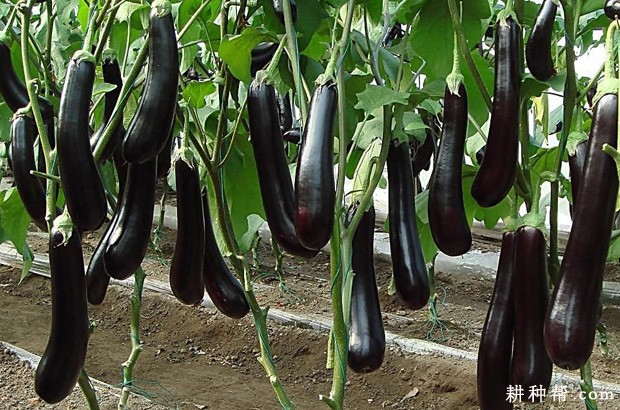 露地茄子怎么样种植? 露地茄子怎么样种植?