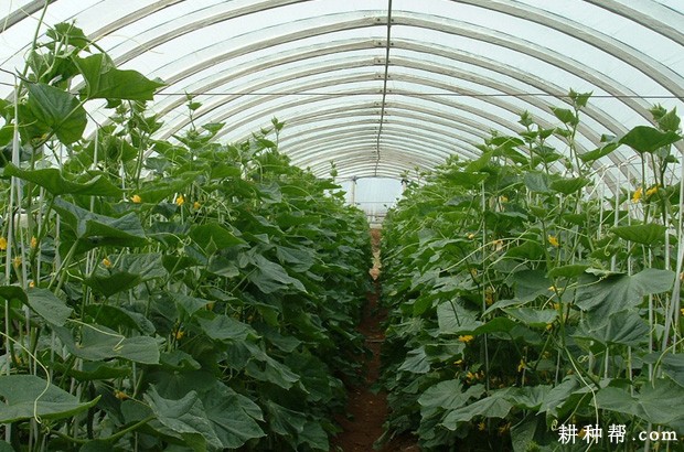 种植黄瓜对环境有哪些要求？