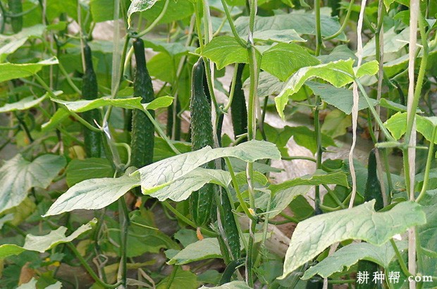 黄瓜的茎有什么特点? 黄瓜的茎有什么特点?