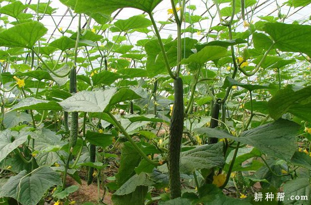 黄瓜的茎有什么特点? 黄瓜的茎有什么特点?