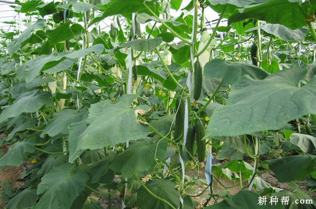黄瓜的茎有什么特点? 黄瓜的茎有什么特点?