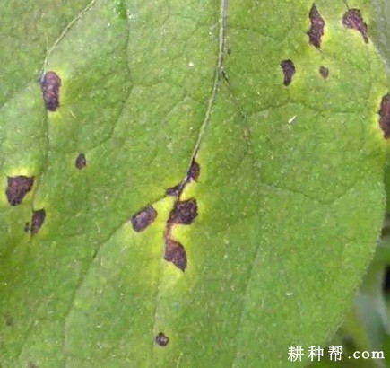 茄子黑枯病怎么防治? 茄子黑枯病怎么防治?