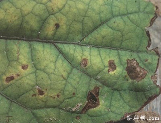 茄子黑枯病怎么防治? 茄子黑枯病怎么防治?