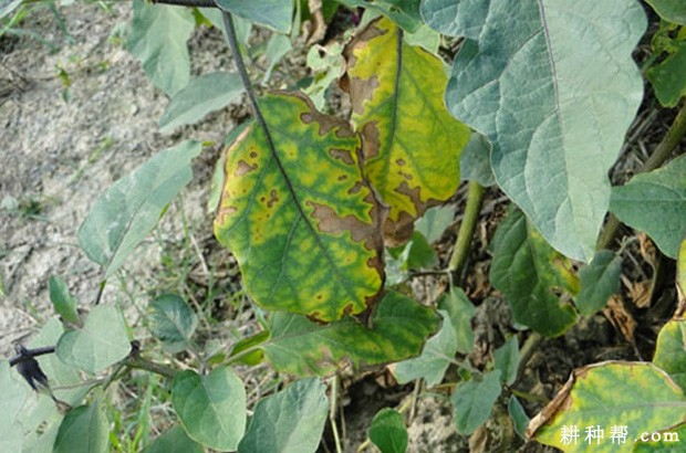茄子叶霉病用什么药防治好? 茄子叶霉病用什么药防治好?