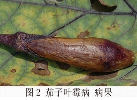 茄子叶霉病用什么药防治好? 茄子叶霉病用什么药防治好?