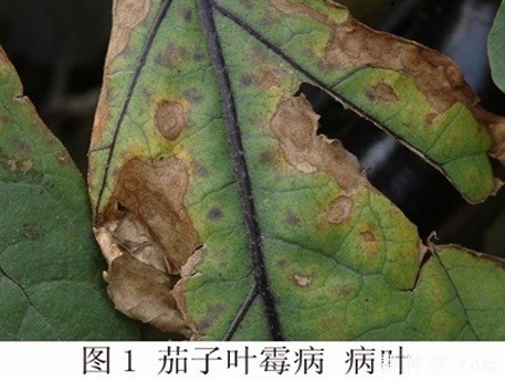 茄子叶霉病用什么药防治好? 茄子叶霉病用什么药防治好?