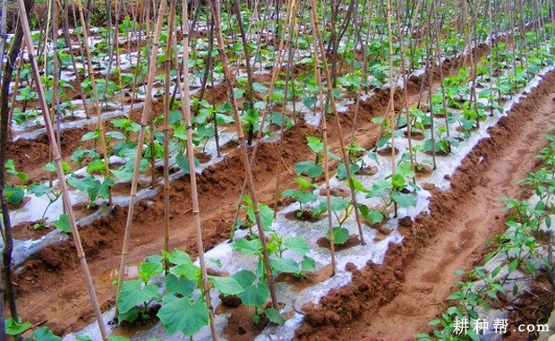 越夏露地黄瓜如何种植? 越夏露地黄瓜如何种植?