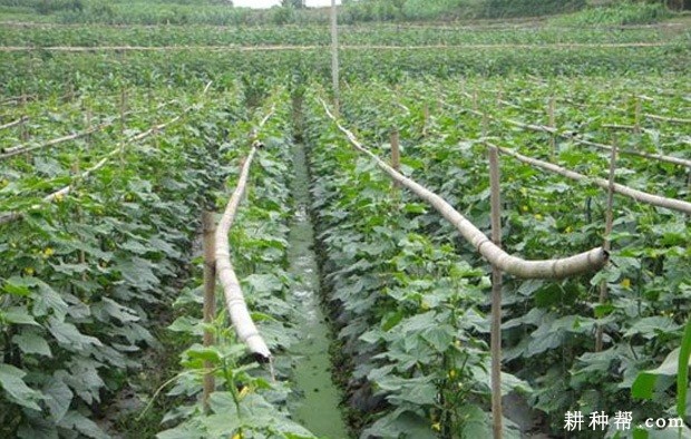 越夏露地黄瓜如何种植? 越夏露地黄瓜如何种植?