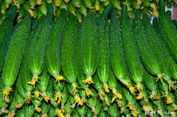 津绿11号黄瓜品种好不好？