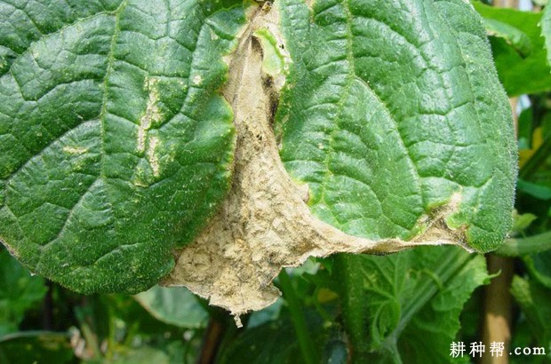 黄瓜蔓枯病怎么防治? 黄瓜蔓枯病怎么防治?