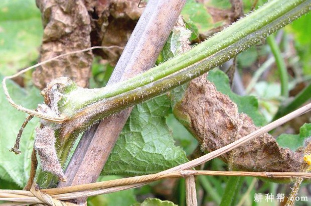 黄瓜蔓枯病怎么防治? 黄瓜蔓枯病怎么防治?