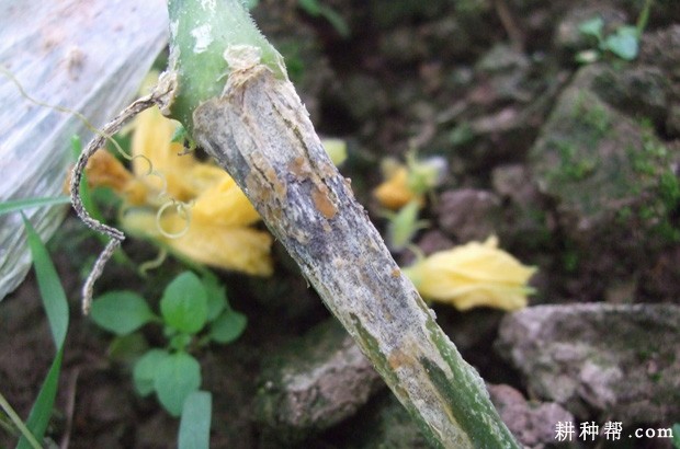 黄瓜蔓枯病怎么防治? 黄瓜蔓枯病怎么防治?